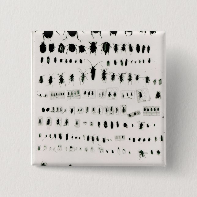 Bóton Quadrado 5.08cm Coleção do inseto de Darwin (Frente)