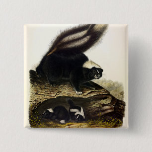 Bóton Quadrado 5.08cm Common American Skunk, Striped Skunk, de Audubon F
