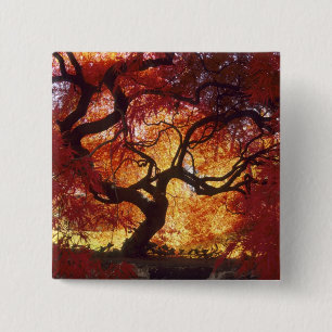 Bóton Quadrado 5.08cm Connecticut: Darien, bordo japonês 'Acer