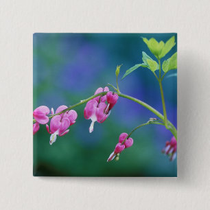 Bóton Quadrado 5.08cm Corações sangrando rosa no jardim. Crédito como: