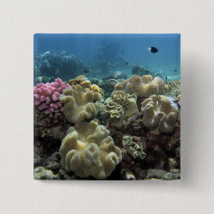Bóton Quadrado 5.08cm Coral, Recife Agincourt, Grande Barreira de Coral,