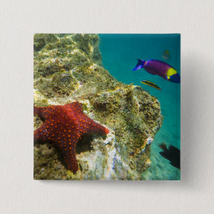 Bóton Quadrado 5.08cm Cortez Rainbow Wrasse macho e fêmea e mar