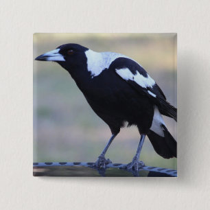 Bóton Quadrado 5.08cm Crachá do Magpie (2) perfeito para Collingwood
