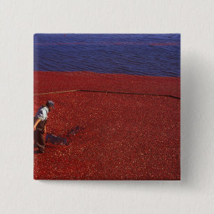 Bóton Quadrado 5.08cm Cranberry Harvest, Middleboro, MÃE, EUA