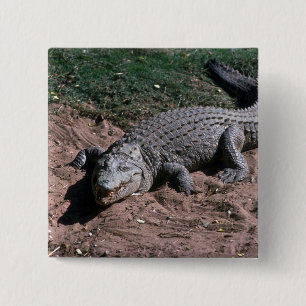 Bóton Quadrado 5.08cm Crocodilo de Nile