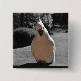 Bóton Quadrado 5.08cm Curioso Cacatua-de-crista-amarela