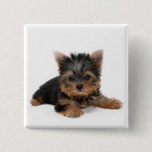 Bóton Quadrado 5.08cm Cute Yorkshire Terrier Puppy