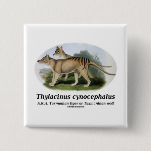 Bóton Quadrado 5.08cm Cynocephalus do Thylacinus (tigre ou lobo