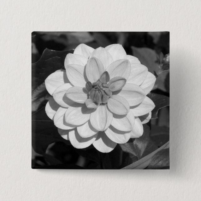 Bóton Quadrado 5.08cm Dahlia 'David Howard' B&W (Frente)