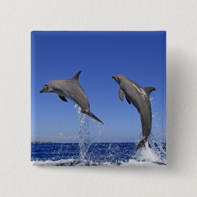 Bóton Quadrado 5.08cm Delfin 2 (Frente)