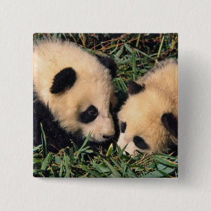 Bóton Quadrado 5.08cm Dois filhotes panda no arbusto de bambu, Wolong.