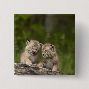 Bóton Quadrado 5.08cm Dois gatinhos canadenses Lynx (Lynx Canadensis)