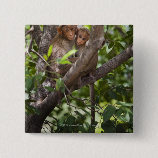 Bóton Quadrado 5.08cm Dois macacos em uma árvore (Frente)