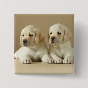 Bóton Quadrado 5.08cm Dois Ouros De Labrador
