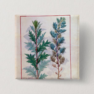 Bóton Quadrado 5.08cm Duas variedades de Artemesia