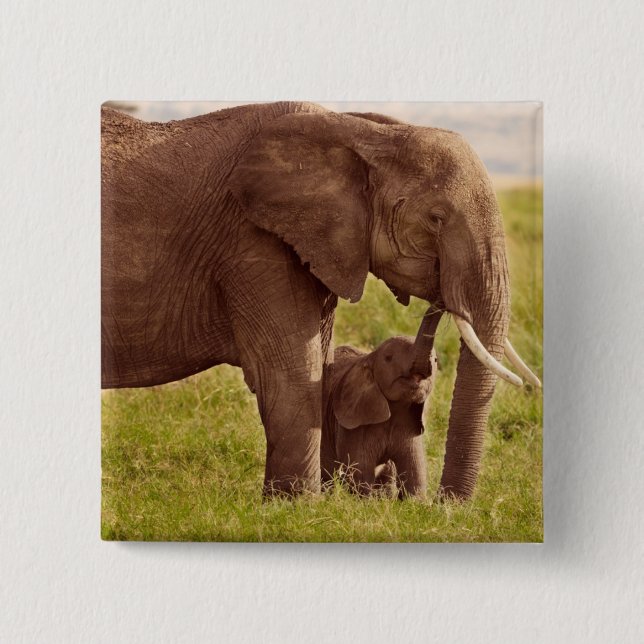 Bóton Quadrado 5.08cm Elefante & bebê das imagens | de Getty (Frente)