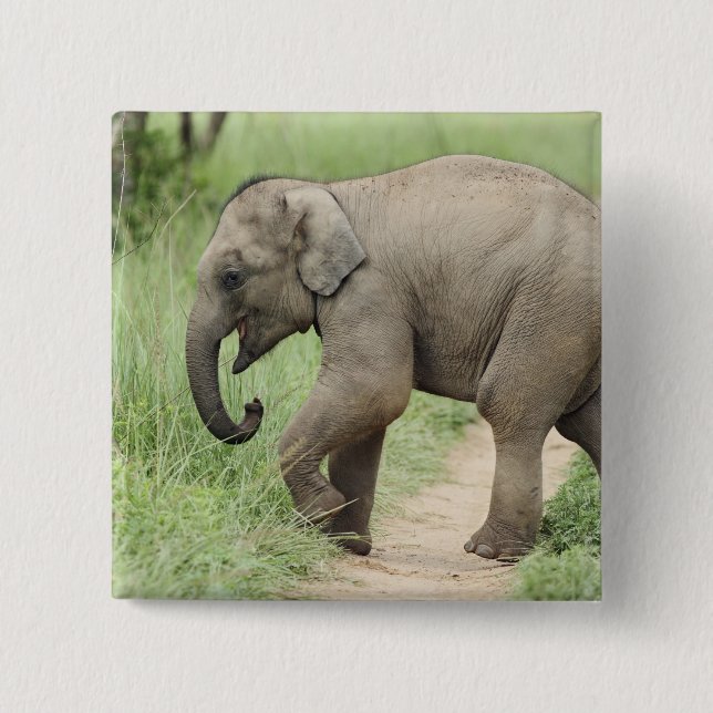 Bóton Quadrado 5.08cm Elefante bebê seguindo a mãe, Corbett (Frente)