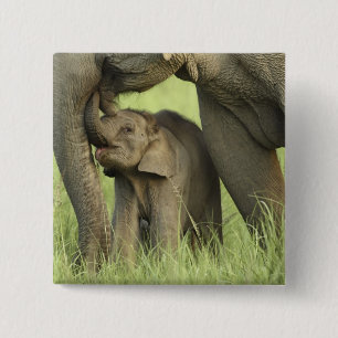 Bóton Quadrado 5.08cm Elefante indiano / asiático e filhote, Corbett 2