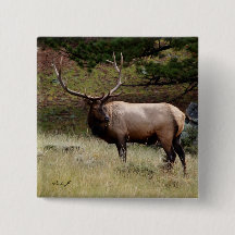 Elk na Selva