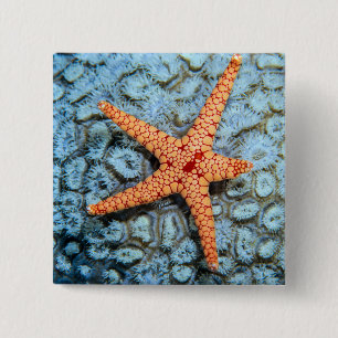 Bóton Quadrado 5.08cm Estrela do mar em um coral com Polips