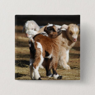 Bóton Quadrado 5.08cm Eu amo miúdos