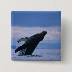 Bóton Quadrado 5.08cm EUA, Alasca, Floresta Nacional Tongass, Jubarte