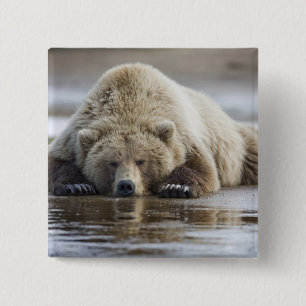 Bóton Quadrado 5.08cm EUA, Alasca, Parque Nacional Katmai, Urso Pardo