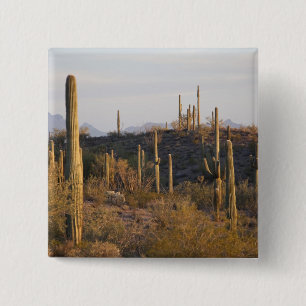 Bóton Quadrado 5.08cm EUA, Arizona, Deserto de Sonora, Ajo, Ajo 2