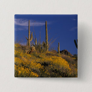 Bóton Quadrado 5.08cm EUA, Arizona, Organ Pipe Cactus National 2