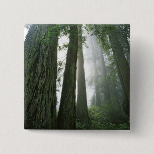 Bóton Quadrado 5.08cm EUA, Califórnia, Parque Nacional Redwood, 2