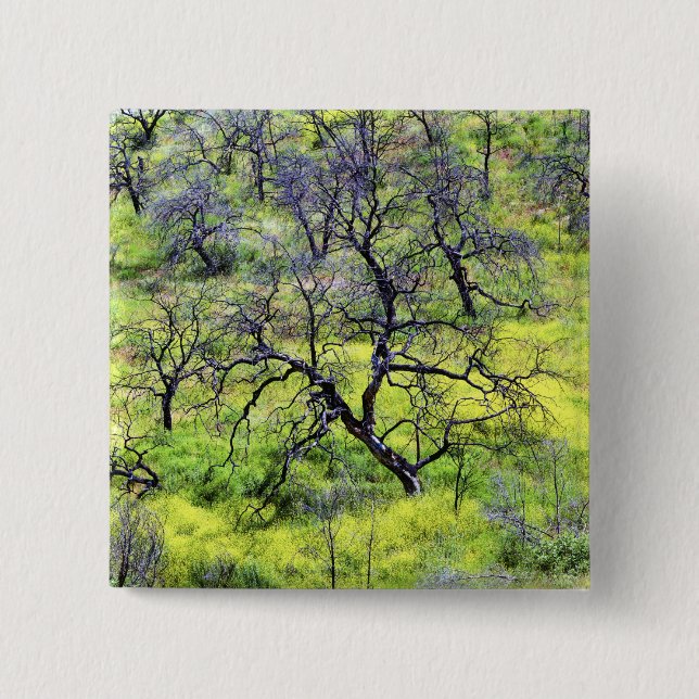 Bóton Quadrado 5.08cm EUA, Califórnia, San Diego. Uma floresta de carval (Frente)