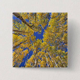 Bóton Quadrado 5.08cm EUA, Colorado, área de Aspen. Floresta de álamo no