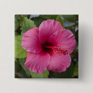 Bóton Quadrado 5.08cm EUA, Havaí, Oahu. O Hibisco é o 2
