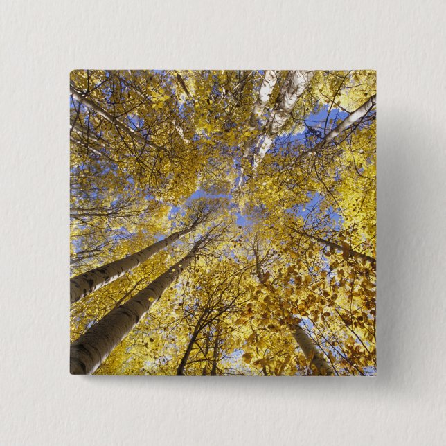 Bóton Quadrado 5.08cm EUA, Pacífico Noroeste. Aspire árvores no outono (Frente)