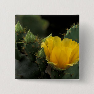 Bóton Quadrado 5.08cm EUA, Texas, Cacto de Pera Espinhosa em flor.