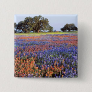 Bóton Quadrado 5.08cm EUA, Texas, Llano. Bluebonnets e redbonnets