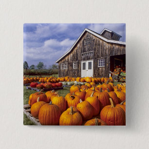 Bóton Quadrado 5.08cm EUA, Vermont, Shelbourne, abóboras