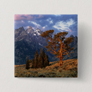Bóton Quadrado 5.08cm EUA, Wyoming, Grand Teton NP. Um cedro solitário