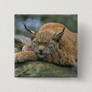 Bóton Quadrado 5.08cm Europ�_ischer Luchs, Eurasischer Luchs (lince