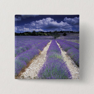 Bóton Quadrado 5.08cm Europa, França, Provença. Campos de lavanda