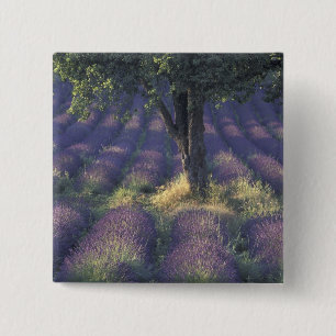 Bóton Quadrado 5.08cm Europa, França, Provença, Sault, Lavanda