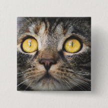 Fechamento de Gato com Olhos Amarelos