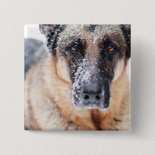 Bóton Quadrado 5.08cm Fecho Do German shepherd Coberto Na Neve