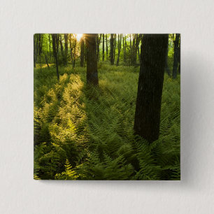 Bóton Quadrado 5.08cm Ferns na floresta em Grafton, Massachusetts.