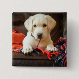 Bóton Quadrado 5.08cm Filhote de cachorro das imagens   de Getty em um