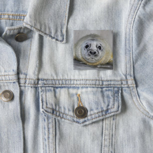 Bóton Quadrado 5.08cm Filhote de cachorro de selo cinzento