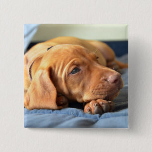 Bóton Quadrado 5.08cm Filhote de cachorro de Vizsla que descansa em sua