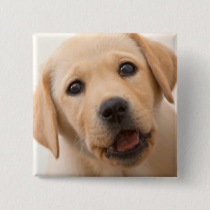 Bóton Quadrado 5.08cm Filhote de cachorro dourado de Labrador