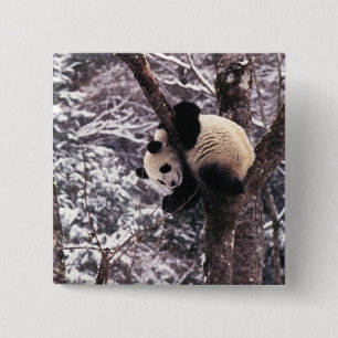 Bóton Quadrado 5.08cm Filhote de panda brincando em árvore coberta de ne
