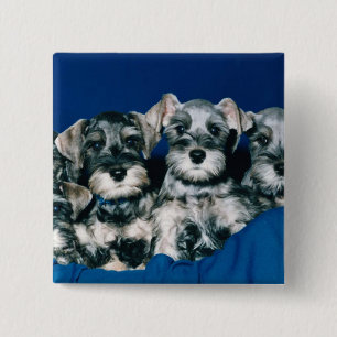 Bóton Quadrado 5.08cm Filhotes de cachorro do Schnauzer diminuto